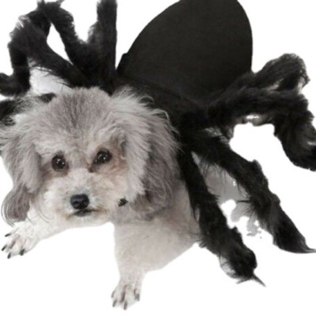 Accesorios para mascotas de Halloween, alas de murciélago, araña para mascotas, disfraces divertidos, gatitos y perros grandes