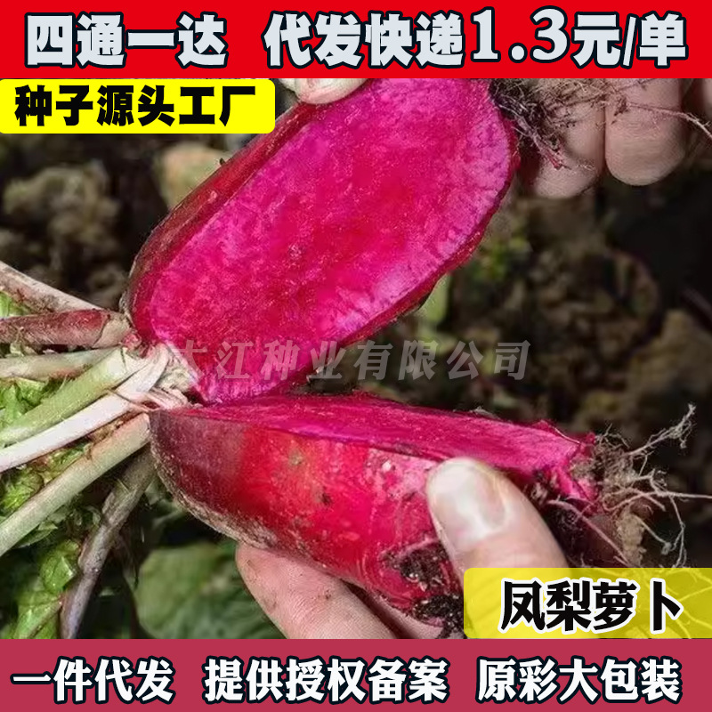 凤梨水果萝卜种子沙窝甜脆型萝卜种种籽红心红皮春秋四季蔬菜种子