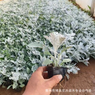 �Լ����Թ����y�~�ջ�������[ ���N�r��ݻ����l