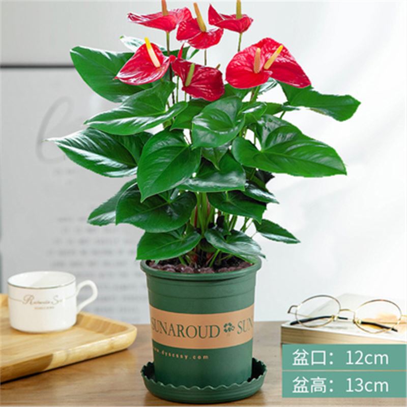 안스리움(갤런 포트) + 영양