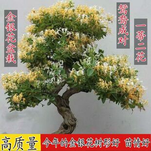 ���y�������Ϙ��䘶�Gֲ�ͺ�ֲ���ļ�ͥԺ�����҃��辰�̨����