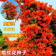 【跨境供货】炮仗花种子四季爬藤开花植物庭院阳台盆栽垂吊花卉子