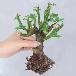 [月季玫瑰老桩苗大花浓香四季花卉绿植物室内外阳台庭院爬藤月季苗]
