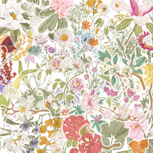 50��ֲ�ﻨ���N����ͨpet͸���b��֙C����X�^����ˮ�N�����l