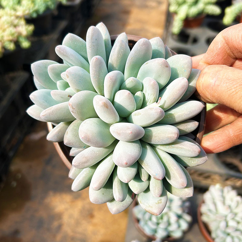 새로운 향수 전체 9cm+