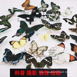 -品相真蝴蝶标本未展翅原蝶杂蝶昆虫幼儿园教学收藏摄影道具批发