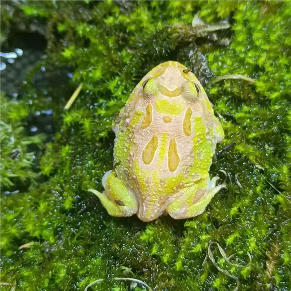[红黄双色角蛙2-3cM个体含有两种颜色]
