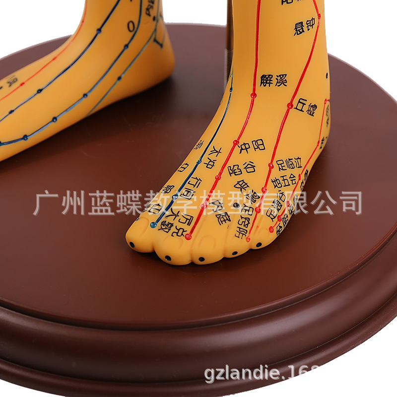 60CM�������ģ�;���Ѩλ��ҽʮ��ͭ��ģ��ͼС��������ϰСƤ��