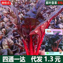 紫衣仙子紫菠菜种子甜菜四季播高产抗病耐寒耐热晚抽苔特色蔬菜籽