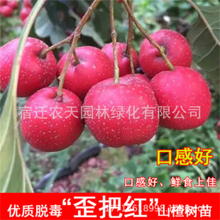 ɽ��t�����Nֲ���Ե���ɽ高���޽���o��ɽ高���ľ���جF��