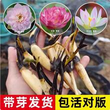 ��ɏ�Nź���o��ѿС�ͻ���ˮ��ֲ���ļ��҃Ⱥɻ�����˯ɏ�����_��