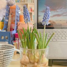 葡萄风信子种球室内水养水培套餐冬季土培耐寒易活花卉盆栽风信子