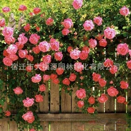 其他园林植物;水生植物;灌木