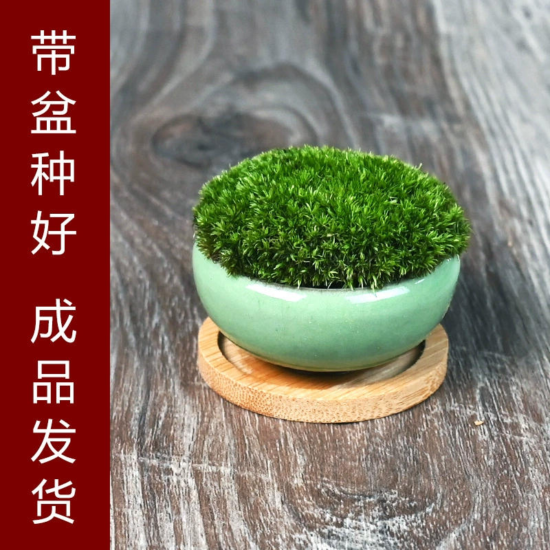 Чашка мха Микро Пейзаж Luohan Детские Миниатюрные Бонсай Маленький Бонсай Чайная Комната Настольные Украшения Офис Крытый Зеленый Аир