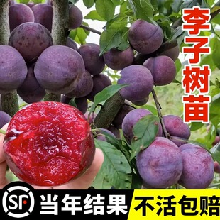 ���Ǽt�����Ә�����Ʒ�N�޽����A��������´�����ϱ����ͺ��Nֲ