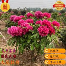 牡丹花苗盆栽花卉正宗洛阳带花苞发货缠枝重瓣耐寒耐热好养植物