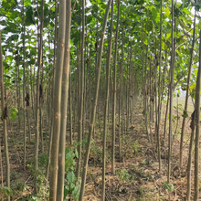 泡桐树基地出售3公分以上泡桐树苗 固碳树种桦桐树荒山造林泡桐苗