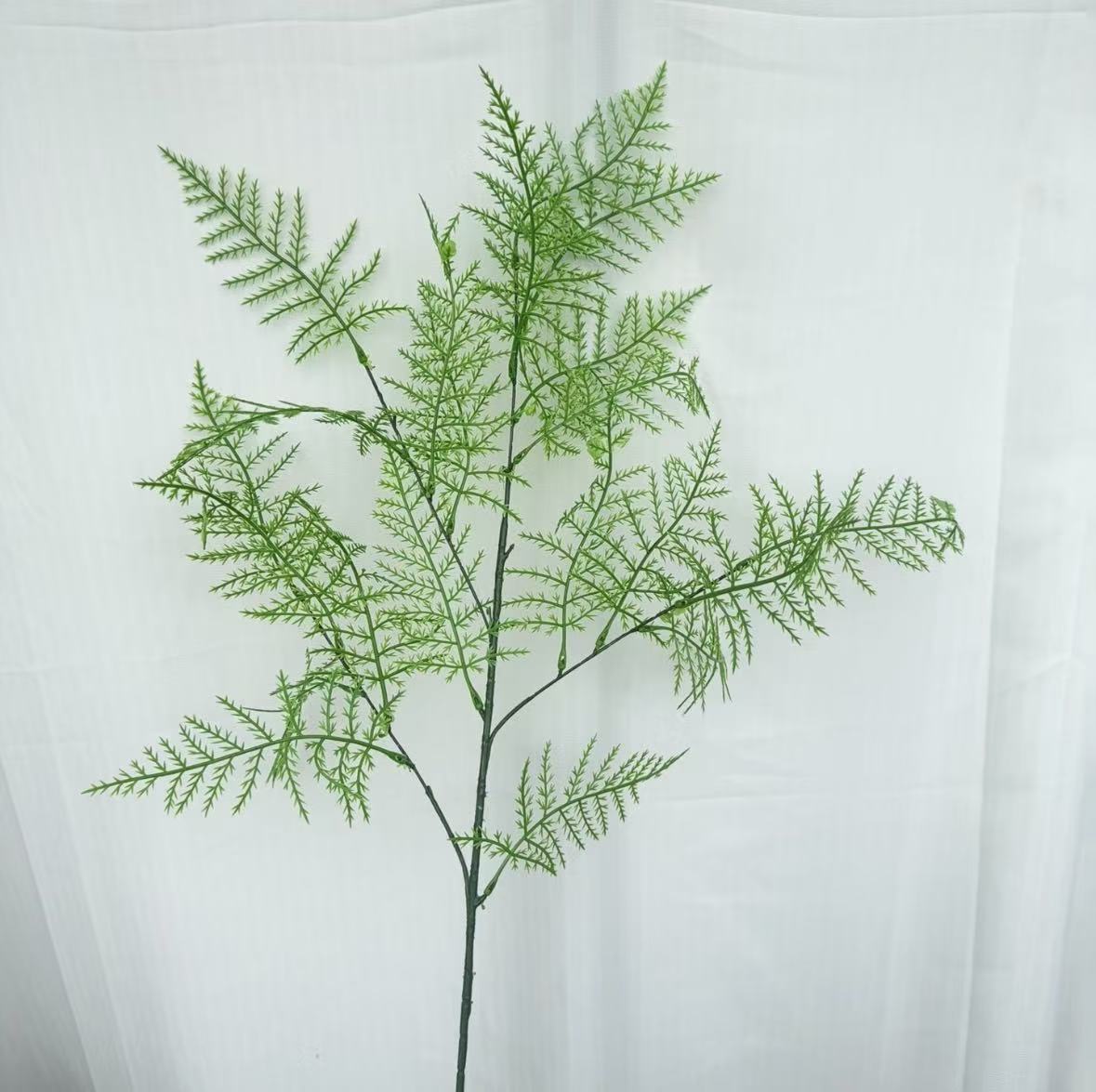 Cỏ Phượng Hoàng