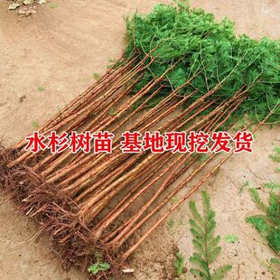 ˮɼ����ɼľ��������ɼ��ɼˮɳ�ϱ����G���@��ͥԺ������ˮ����