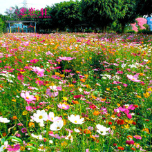 一件代发野花组合种子 草花种子 菊花种子 庭院花卉 金鸡菊二月兰