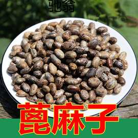 cAm新货野生蓖麻子蓖麻籽500g1000g包邮红大中药材蓖麻蓖麻