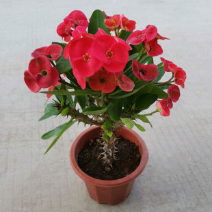 Large-Leaf Tiger Thorn Plum Potted Iron Begonia Large Flower Red Old Pile Multi-Season Flowering Indoor Balcony Courtyard Ornamental Florals