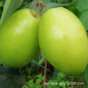 Apple Jujube Tree Honey Crisp Jujube Grafted Taiwan Big Green Jujube Sapling Dense Silk Jujube Milk Jujube Sapling Courtyard Potted Ground Planting