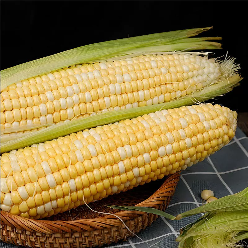 Свежесобранный кукурузный початок, хрустящая и сладкая кукуруза с соковитой мякотью, съедается сырым, нежный и ароматный, сладкий соковыделяющий кукурузный початок, овощ.