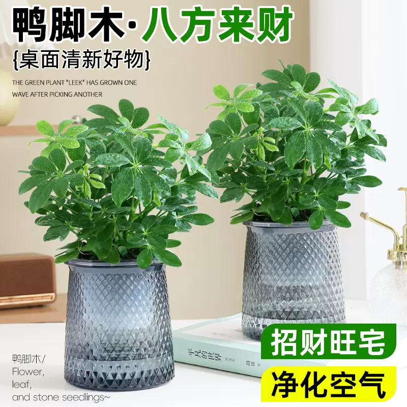 八方来财鸭脚木水培盆栽易活植物办公室内七叶莲吸甲醛净化空气