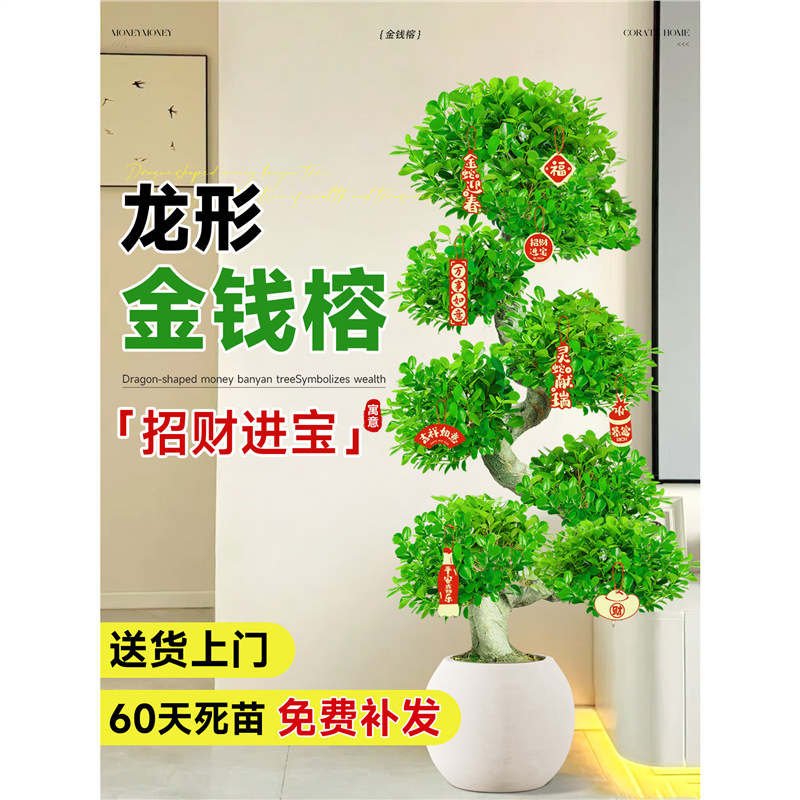 Money Banyan Large Potted Indoor Large Bonsai Fortune Money Tree Living Room Office Money Tree Fortune Tree All Year Round