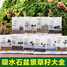 上水石吸水石假山草籽盆景微景观盆栽草种子植物珍珠草碗莲苔藓粉