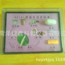 ɣ������ʷ�걾 43151 Сѧ��ѧ��ѧģ�� ��ѧ���� ���걾