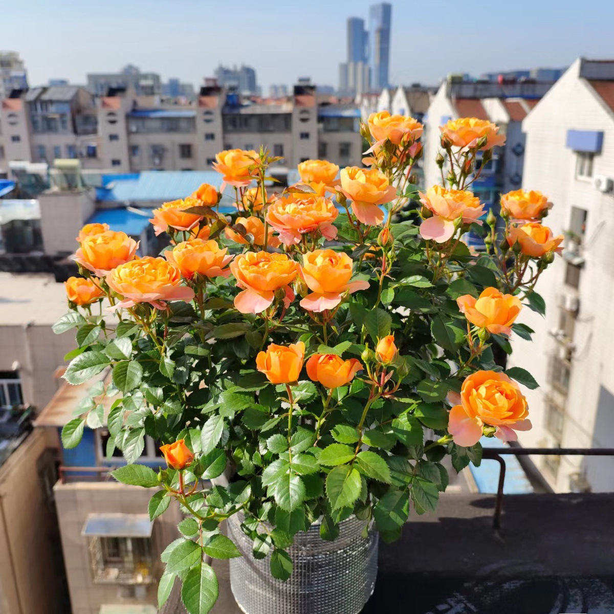 주스 발코니 [큰 꽃 강한 향기] 작은 묘목