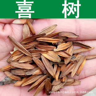 ��ľ�N�� ϲ��N�� ˮͩ�� ˮ���N�� ǧ�ɘ�N�� ������ 1��=1��