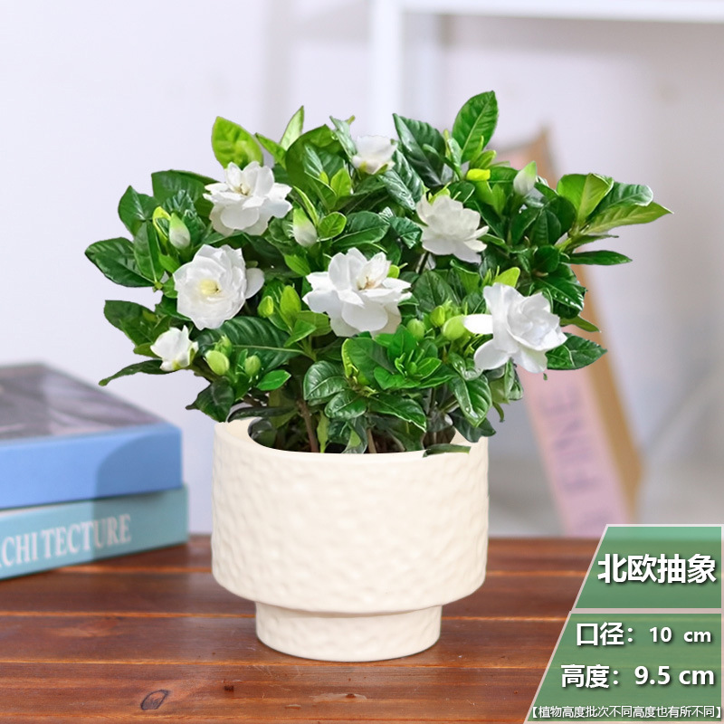 [포스트모던 스타일] 치자나무 화분 1개 + 북유럽 추상 도자기 화분 + 영양비료