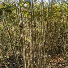 �ؑc�F�ݜؽ������͗U�tС�������͗U�t�󱭅����͗U�t�G�h������