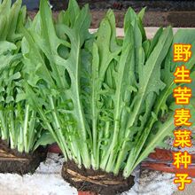 ���{�˷N�� ���������ݲ��� �~�i�u���Z����˿����˿��I�˿��u��