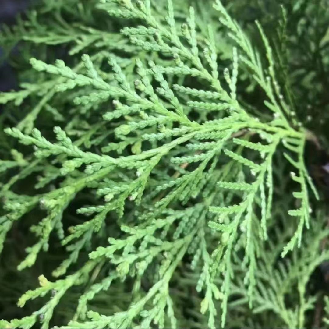 侧柏叶当归香附子中草药脱发头皮护理植物养发粉大货批发包邮-阿里巴巴