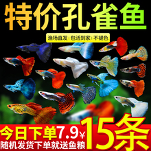 孔雀鱼活鱼观赏鱼纯种小型热带鱼活体淡水养耐活鱼苗观赏鱼小鱼