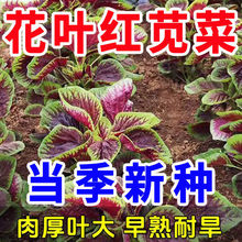 Lt{˷NӴ~ļA~{̨߲Ұ