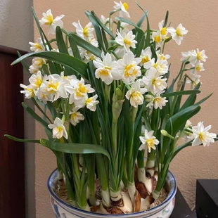 Narcissus Potted Water-Cultured Hydroponic Flower Plants Indoor Florals Are Easy to Grow and Live, Narcissus Florals Are Cold-Resistant Seed Bulbs