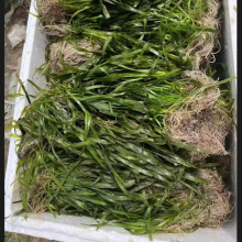 苦草水草四季常绿苦草苗龙须草河道净化鱼缸造景养殖净化淡水植物