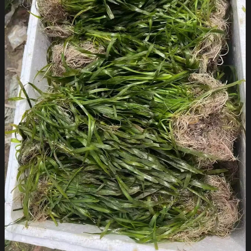 Водное растение горькой травы, вечнозеленое круглый год, рассада горькой травы, трава «драконья борода», очистка реки, ландшафтный дизайн аквариума, разведение, очистка пресноводных растений