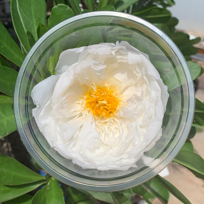 Flores de peonía imortales de flores de peonía pesada gigante con flores europeas de rosa de San Valentín diy hecha a mano