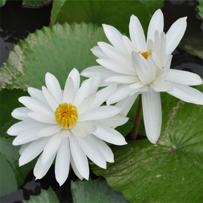 화이트 워터 릴리