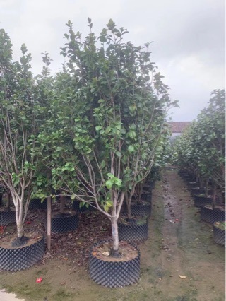 山茶花 高度2.2-2.5米