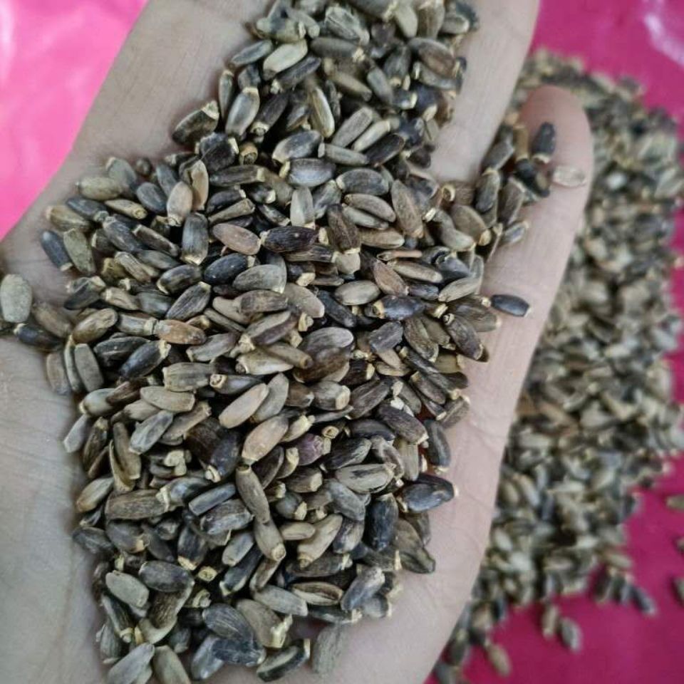 Milk Thistle Seed Shui Fei Ji 水飞蓟 Dried Silybum Marianum Herbal Slices for Decoction and Tea 2000g quality and texture