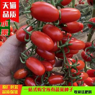 Red Pepper Small Tomato Seeds Cherry Small Cherry Tomato Seeds Spring All Year Round Balcony Potted High-Yielding Sweet Fruits