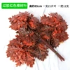 12 apricot red camphor leaves