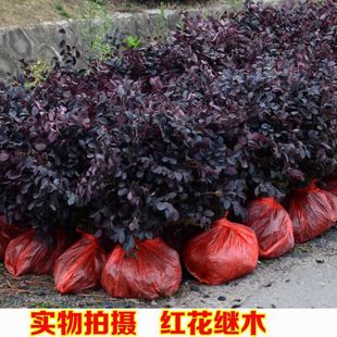 Greening Color Block Engineering Seedlings, Red-Flowered Hibiscus Seedlings, Red-Leaved Stone Rhododendron, Golden Privet Seedlings, Courtyard Evergreen All Year Round